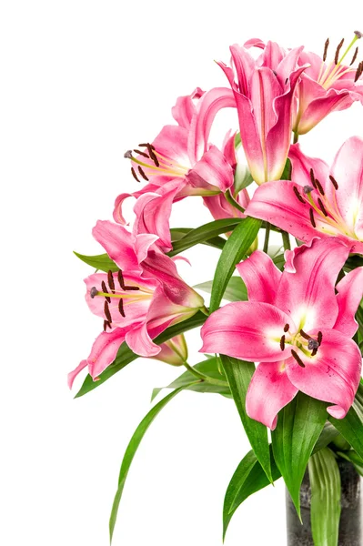 Pink lily flower blommar isolerade på vitt. fräsch bukett — Stockfoto