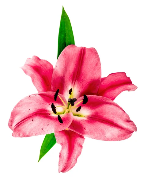 Pink lily blossom. fresh flower head — Stock Photo, Image