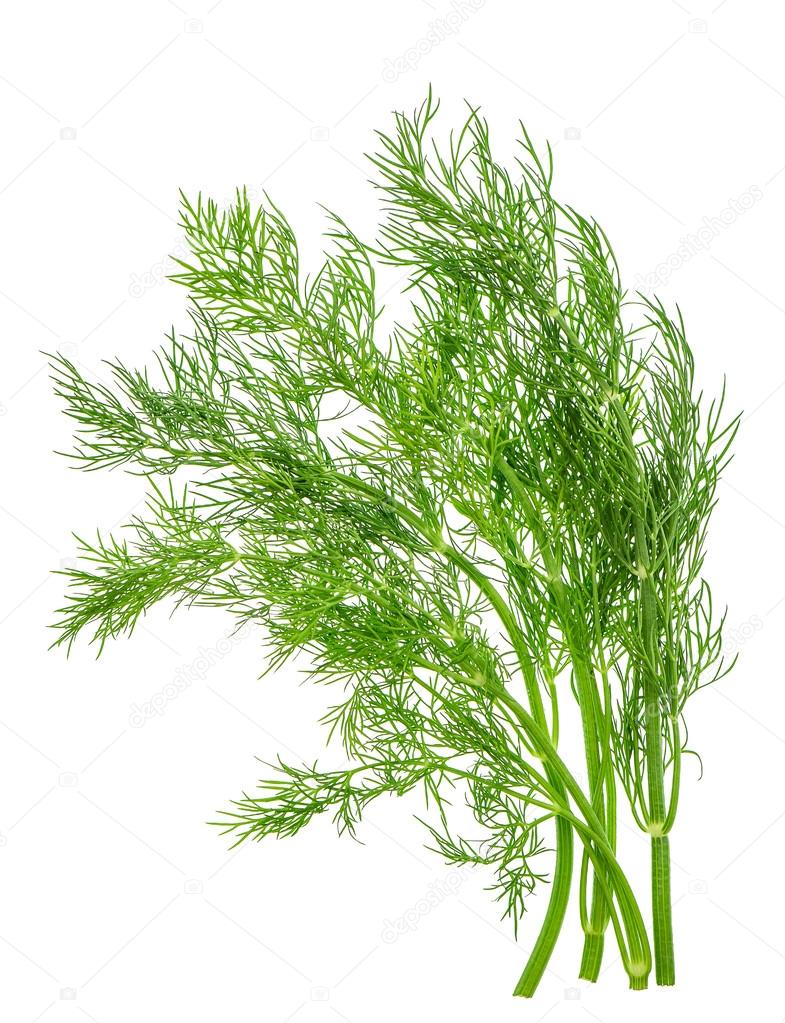dill herb leaf isolated on white. food ingredient