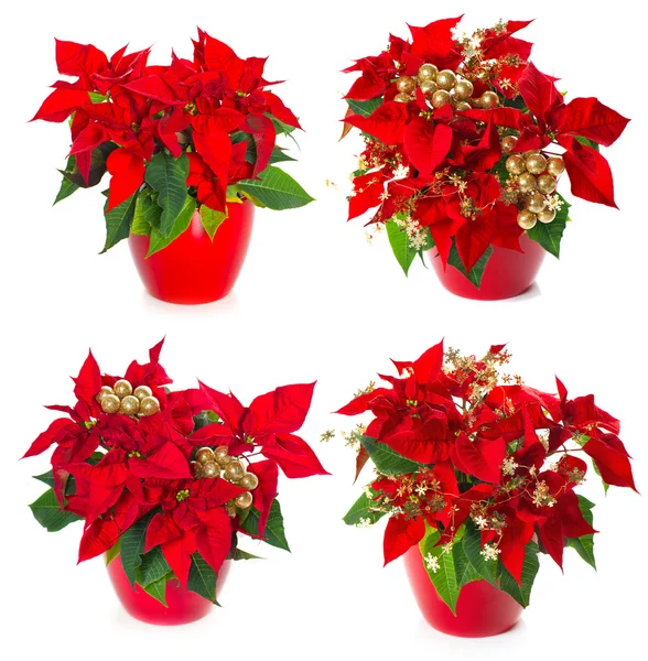 Red christmas flowers — Stock Photo, Image