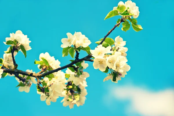 Blühender Apfelbaum — Stockfoto