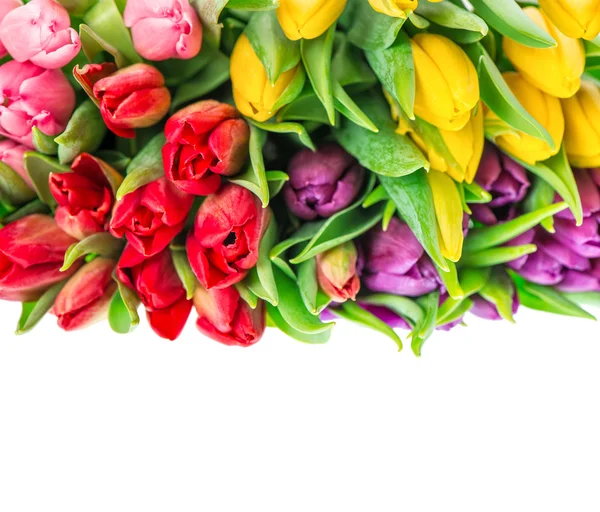 Свіжі тюльпани, ізольовані — стокове фото