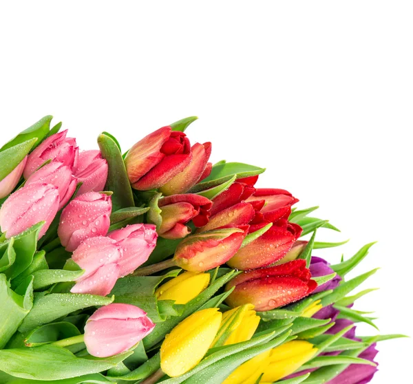 Spring tulips with water drops — Stock Photo, Image