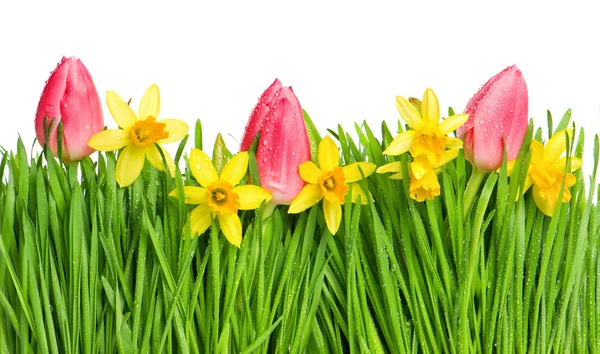 Tulipano primaverile e fiori di narciso in erba verde con acqua dro — Foto Stock