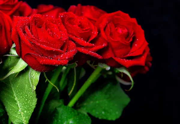 Κόκκινο τριαντάφυλλο λουλούδια με νερό που πέφτει πάνω από το σκούρο φόντο — Φωτογραφία Αρχείου