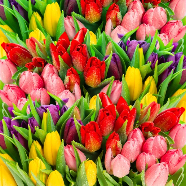 Flores de tulipa de primavera frescas com gotas de água. Cores vibrantes — Fotografia de Stock