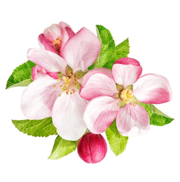 Drzewo jabłko kwiaty z zielonych liści. Wiosenne kwiaty — Zdjęcie stockowe