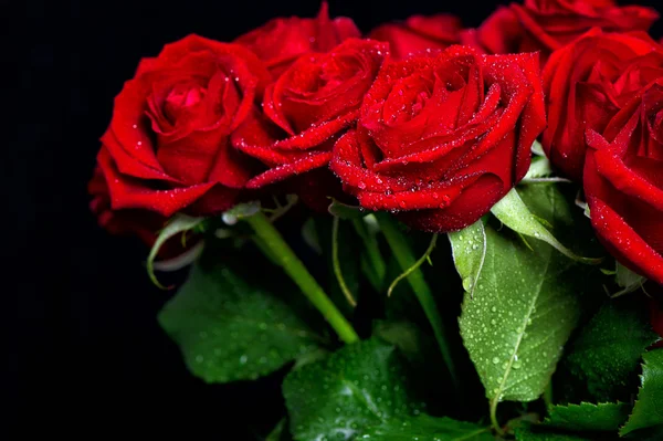 Red roses with water drops Stock Picture