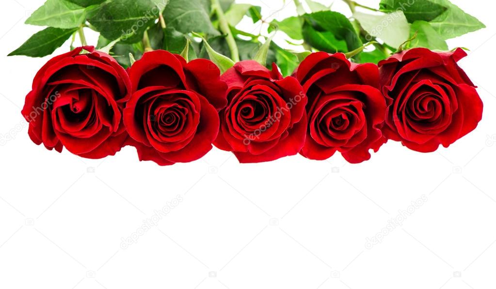 Red roses isolated on white background. Flowers border