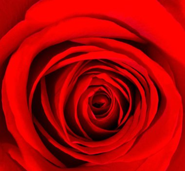 Güzel kırmızı gül. Çiçek arka plan