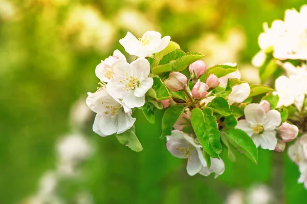 Blossoming of apple tree flowers — Stock Photo, Image