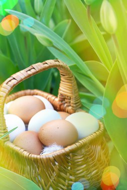 Sepet ve bahar Lale yumurta.