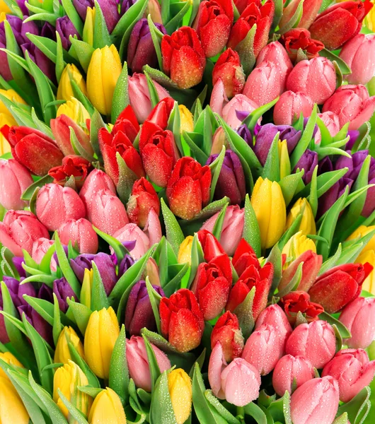 Свежие весенние тюльпаны — стоковое фото