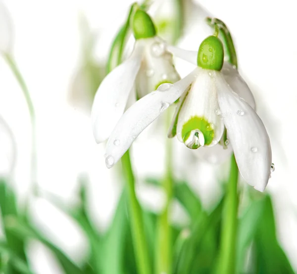 Spring  snowdrops with water drops. — Stock Photo, Image