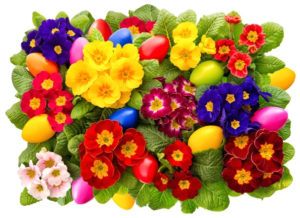 Primula λουλούδια με διακόσμηση τα αυγά του Πάσχα — Φωτογραφία Αρχείου