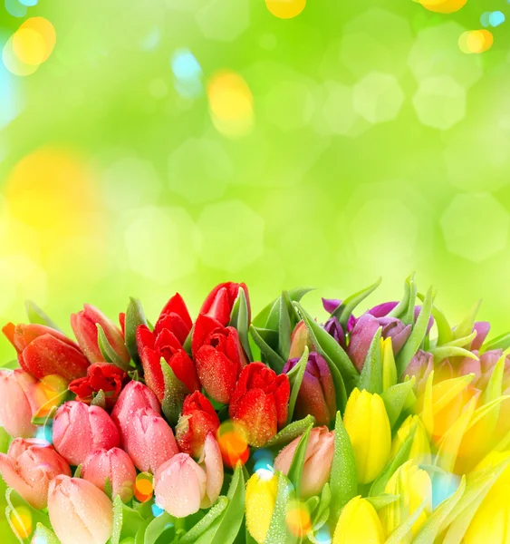Świeże wiosenne kwiaty. — Zdjęcie stockowe