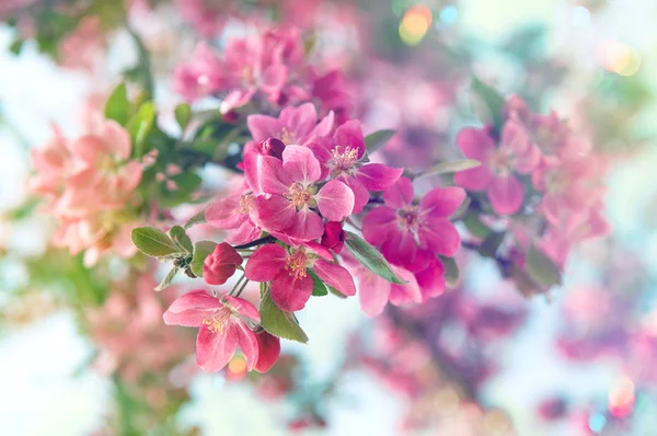 盛开的樱花树. — 图库照片