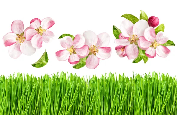 Apple tree blossoms and  grass. — Stock Photo, Image