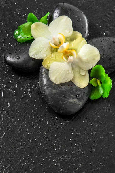 Spa koncept med orkidé blommor — Stockfoto