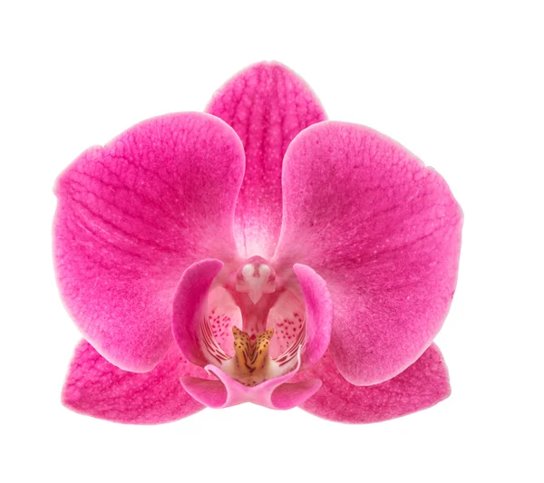 Orchidej květina hlavy izolovaných na bílém pozadí. Růžový květ — Stock fotografie