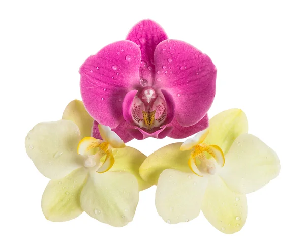 Cabeza de flor de orquídea sobre fondo blanco. Flores rosas y amarillas — Foto de Stock