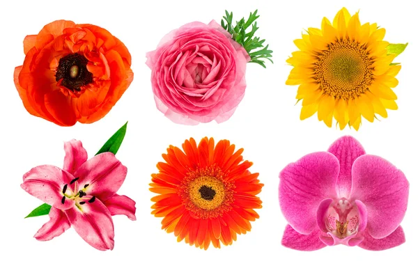 Single flower heads. Lily, orchid, ranunculus, sunflower, gerber — Stock Photo, Image