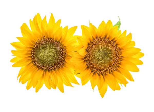 Sunflower blossom isolated on white. Beautiful flower head — Stock Fotó