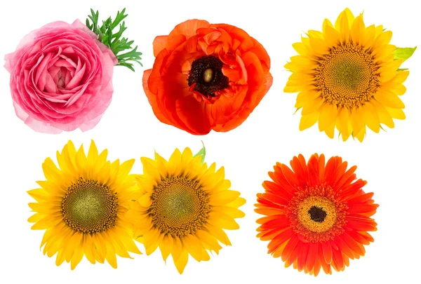 Teste di fiore singole. Ranuncolo, girasole, gerbero — Foto Stock