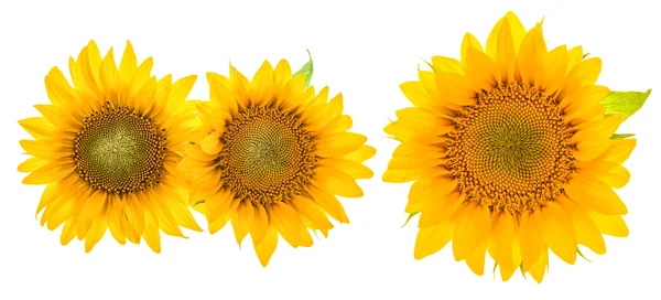 Sunflower blossom isolated on white. Beautiful flower head — Stock fotografie