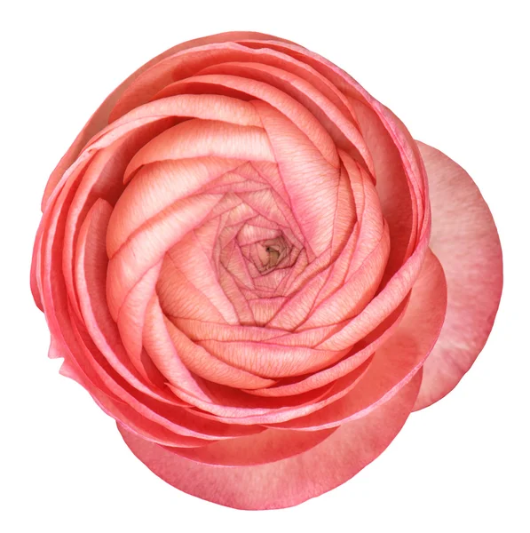 Pink ranunculus isolated on white. Flower head — Stock Photo, Image