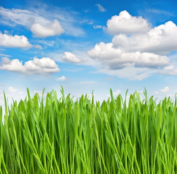 Herbe de printemps verte avec gouttes d'eau. Environnement et écologie — Photo