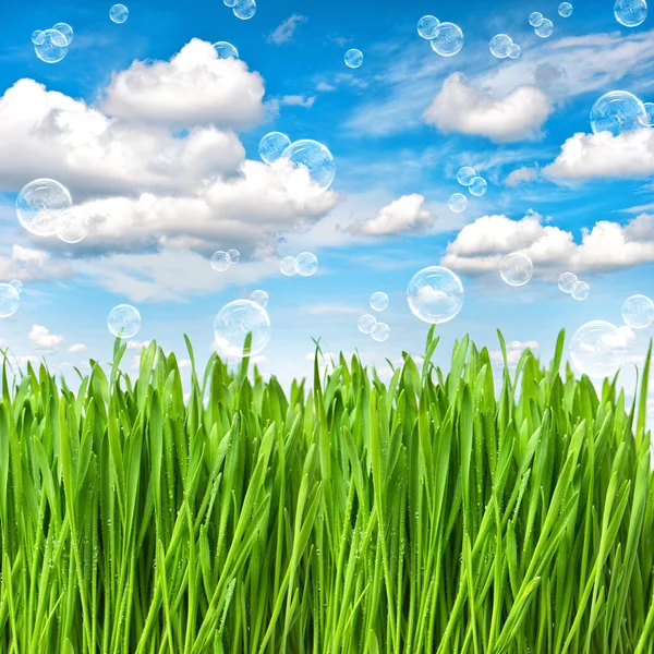Čerstvé zelené trávy s vodou kapky. Koncepce životního prostředí — Stock fotografie