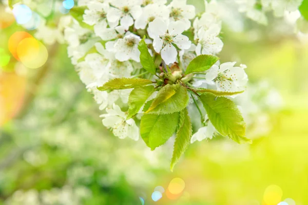 Cereja a florescer. Dia ensolarado. Flores de primavera com vazamentos de luz — Fotografia de Stock