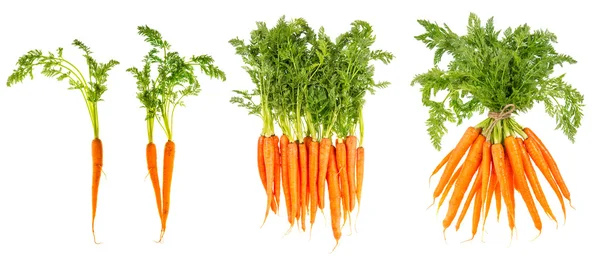 Fresh carrots with green leaves. Raw vegetable. Healthy food — Stock Photo, Image