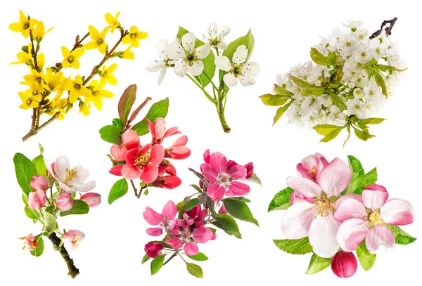 Flores de macieira, galho de cereja, forsythia. Conjunto de mola fl — Fotografia de Stock