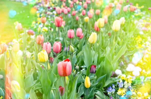 Tulipanes coloridos en el parterre. Flores amarillas y rojas al aire libre —  Fotos de Stock