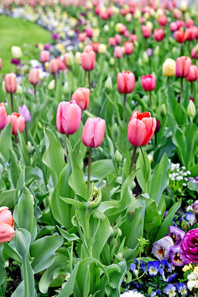 Fiori primaverili. Fiori colorati. Immagine in stile retrò tonica — Foto Stock