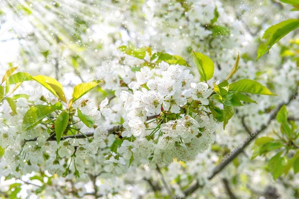 Cherry blossoming. Spring flowers with sun rays