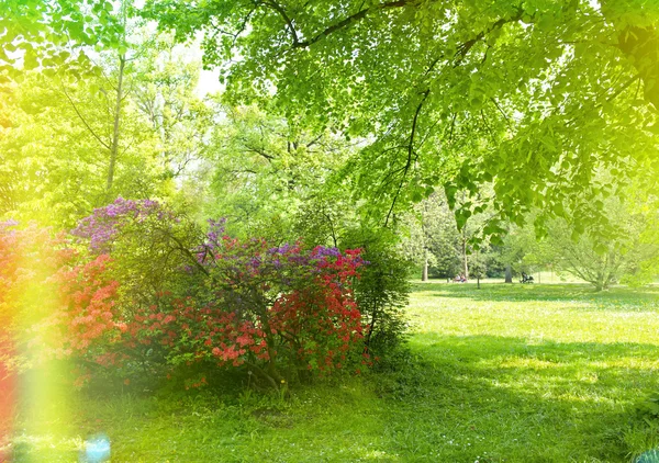 Piękny park ogród na wiosnę. Obraz w stylu retro stonowanych — Zdjęcie stockowe