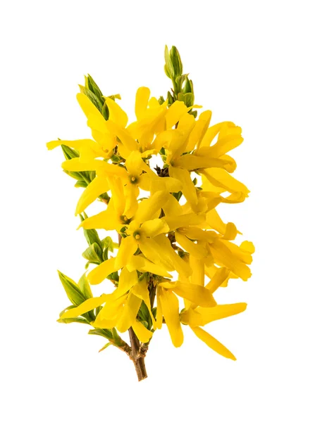 Bloeiende forsythia. Lentebloemen geïsoleerd op wit — Stockfoto