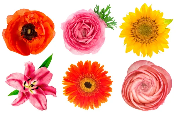 Cabezas de una sola flor. Lirio, ranúnculo, girasol, gerber, anémona —  Fotos de Stock