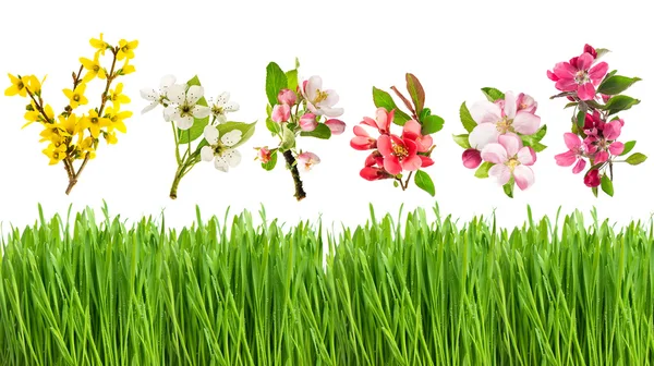 Fresh green grass and spring flowers. Blossoms of apple cherry — Stock Photo, Image