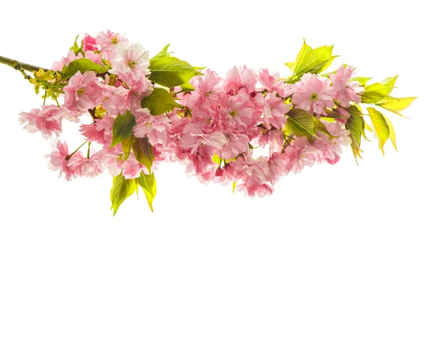 Kirschblüte. frische Frühlingssakura-Blüten isoliert auf — Stockfoto