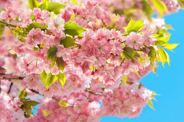 Άνθηση κεράσι δέντρο. Sakura Ανοιξιάτικα λουλούδια — Φωτογραφία Αρχείου