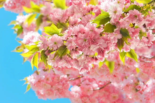 Blommande på körsbärsträd. Sakura vårblommor på solig dag — Stockfoto