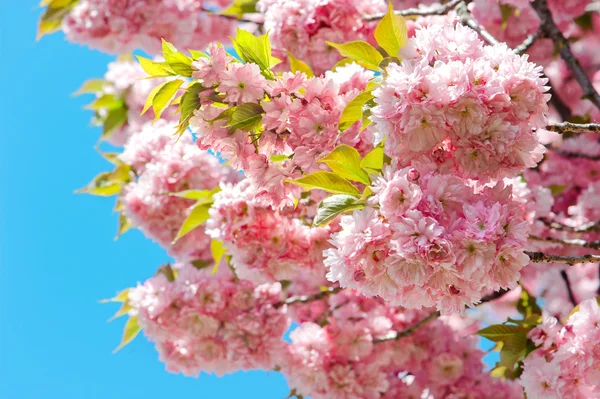 Pembe kiraz çiçek açması üzerinde mavi gökyüzü. Sakura ağacı. Bahar flo — Stok fotoğraf