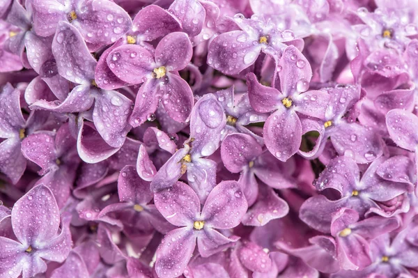 Fleurs lilas printanières avec gouttes d'eau. Contexte naturel — Photo