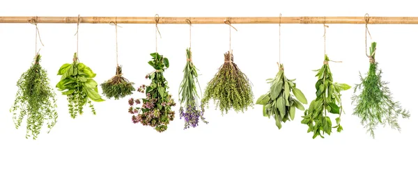 Colección de hierbas frescas. Albahaca, salvia, eneldo, tomillo, menta, lavanda — Foto de Stock