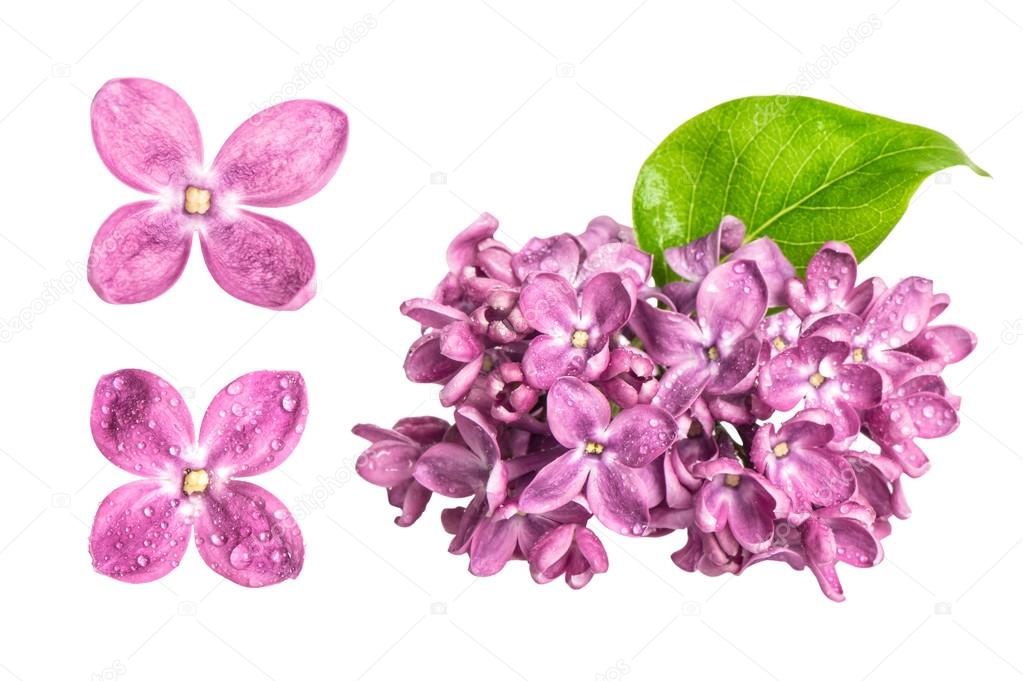 Spring lilac flowers with water drops isolated on white backgrou