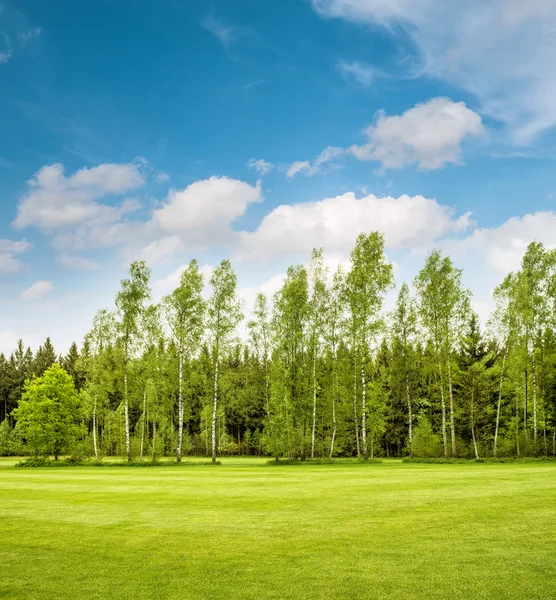 Yeşil park ağaçların üzerinden mavi gökyüzü. Bahar çim sahası — Stok fotoğraf